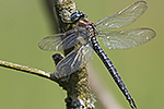 Tidig mosaikslända/Brachytron pratense/Hairy dragonfly